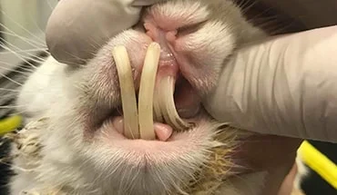 Problemas dentales